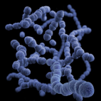 Streptococcus pneumoniae (CDC, public domain)